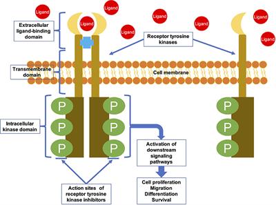 Receptor Tyrosine Kinases in Osteosarcoma Treatment: Which Is the Key Target?